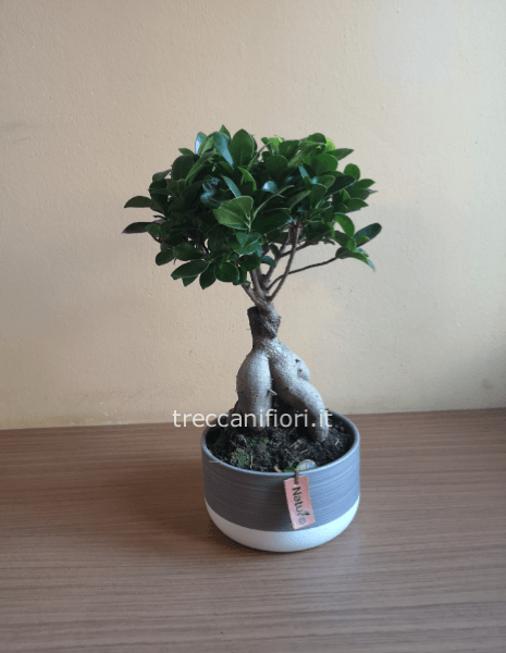 Pianta di bonsai, con vaso in terracotta.