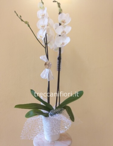 Pianta di Phalenopsis, orchidea, diversi colori a richiesta.