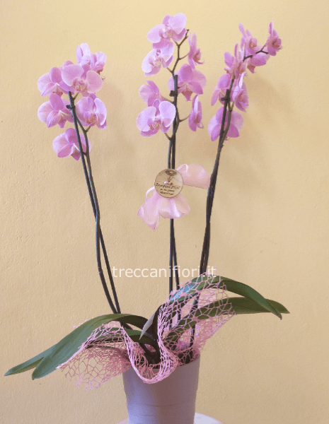 Pianta di phalenopsis grande a 3 steli