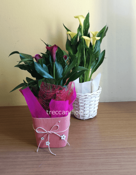 Pianta della Calla