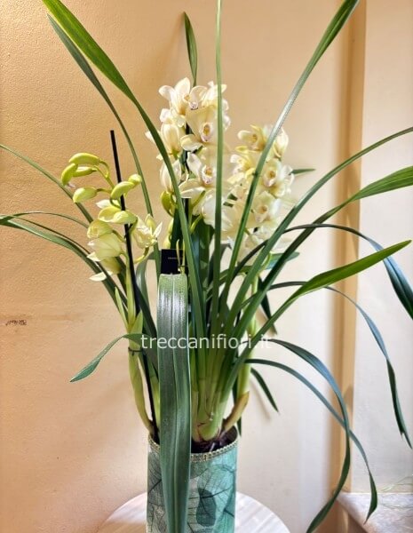 Pianta di Cymbidium