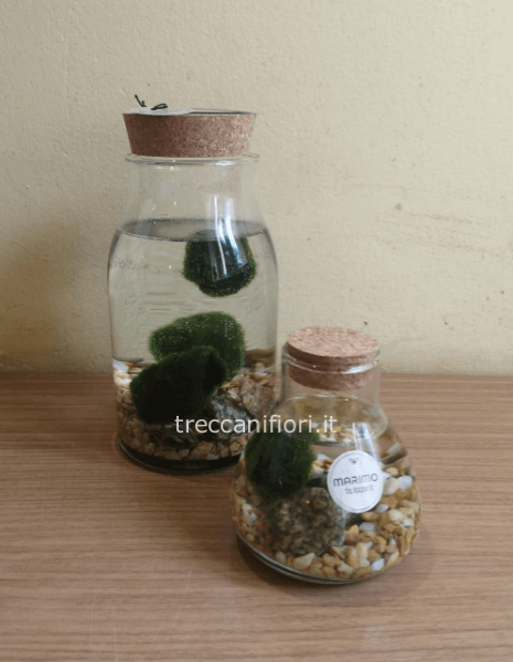 Marimo