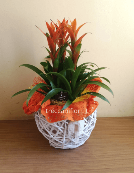 Composizione 3 bromelie grandi