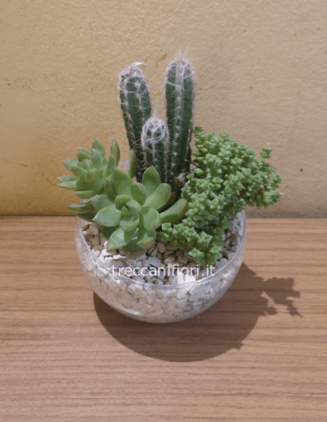 Composizione piante grasse (piccola)