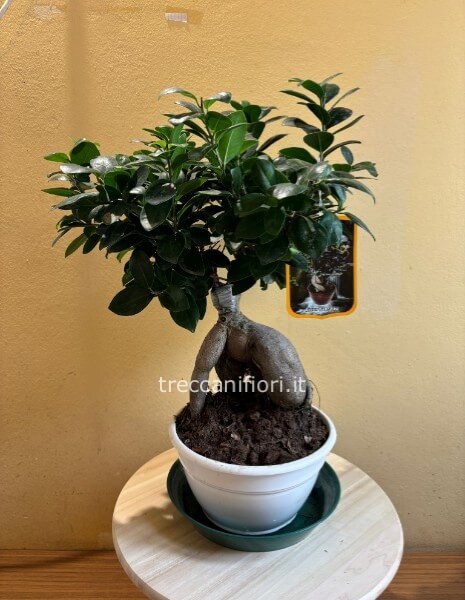 Pianta di bonsai ginseng