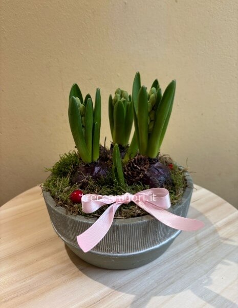 Piante di giacinto in ciotola