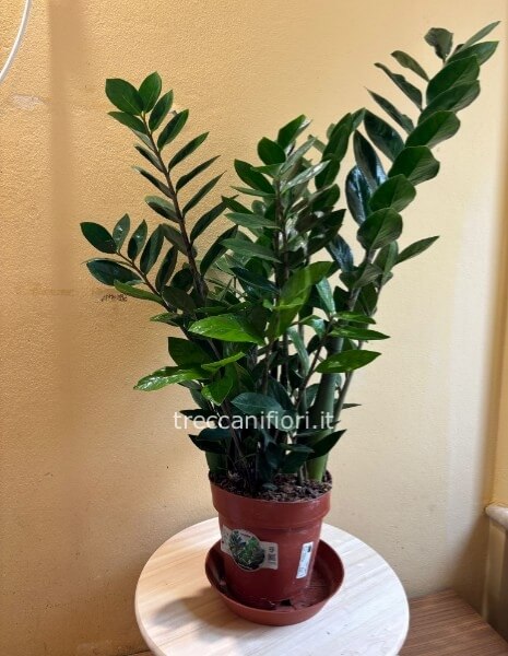 Pianta di Zamioculcas